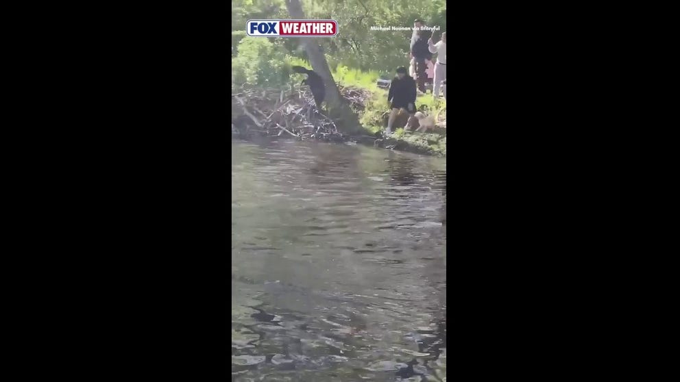 People were attacked and bitten by a beaver in a New Jersey park. Animal control captured the beaver, which tested positive for rabies.