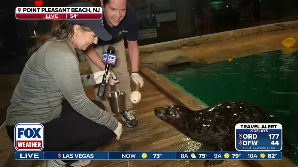 FOX Weather Meteorologist Jane Minar takes us inside Jenkinson's Aquarium in Point Pleasant Beach, New Jersey, to escape the gloomy Memorial Day weekend. From feeding cute seals to exploring the newly renovated top floor, it's the perfect holiday Plan B. 