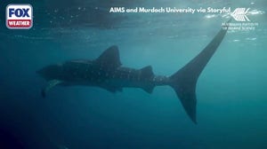 Watch: Newly obtained video reveals how whale sharks feed when no one is watching
