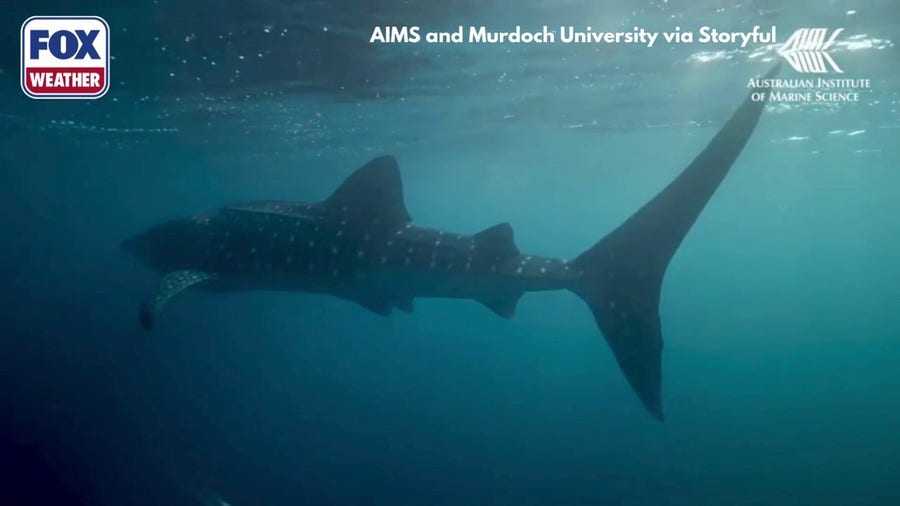 Watch: Newly obtained video reveals how whale sharks feed when no one is watching