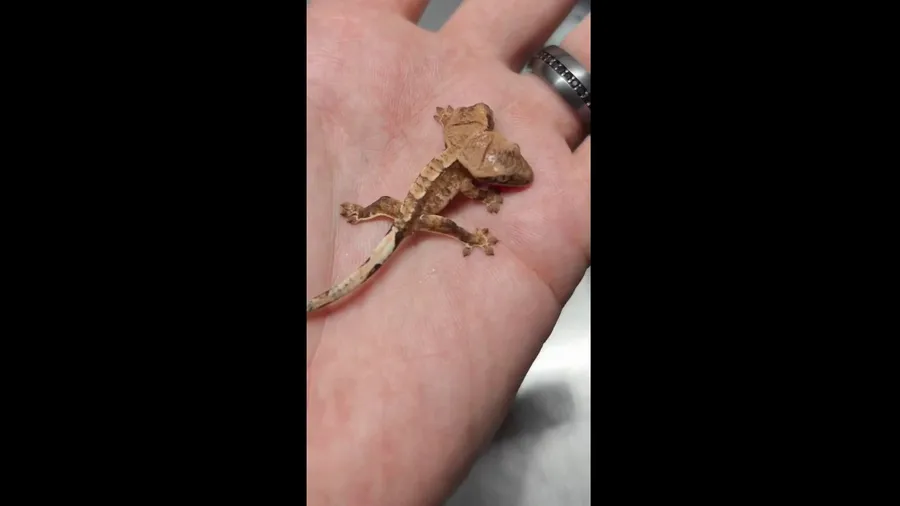 Meet the rare two-headed Gecko captivating the internet