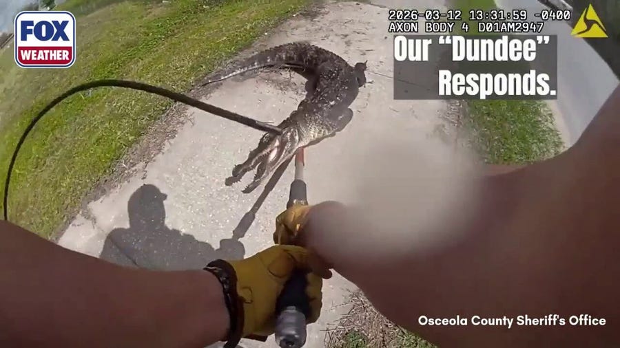 Florida officer wrangles aggressive alligator