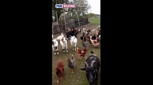 Farm animals rescued after wandering away