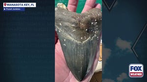 Watch: Teen discovers 6-inch Megalodon tooth off Florida