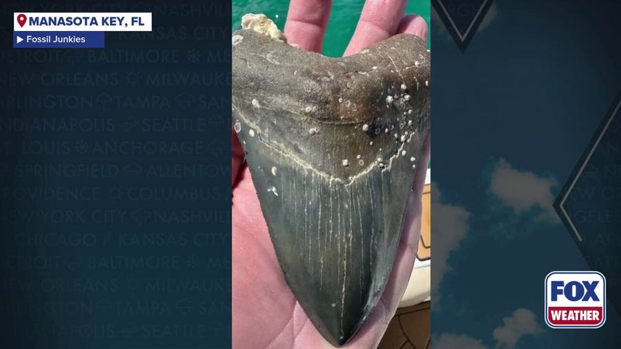 Watch: Teen discovers 6-inch Megalodon tooth off Florida