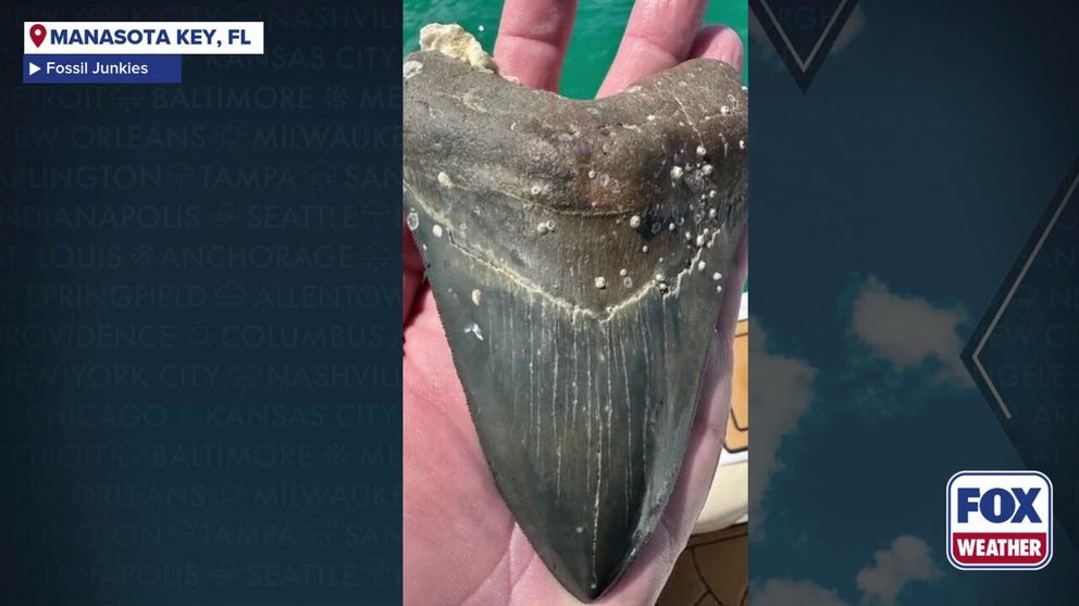 A 6-inch megalodon shark tooth was found by a Wyoming teen during a dive trip off Manasota Key, Florida earlier this week.