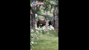Watch: Bears break into bear-proof trash can in Aspen, Colorado