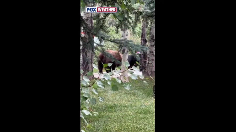 Watch: Bears break into bear-proof trash can in Aspen, Colorado