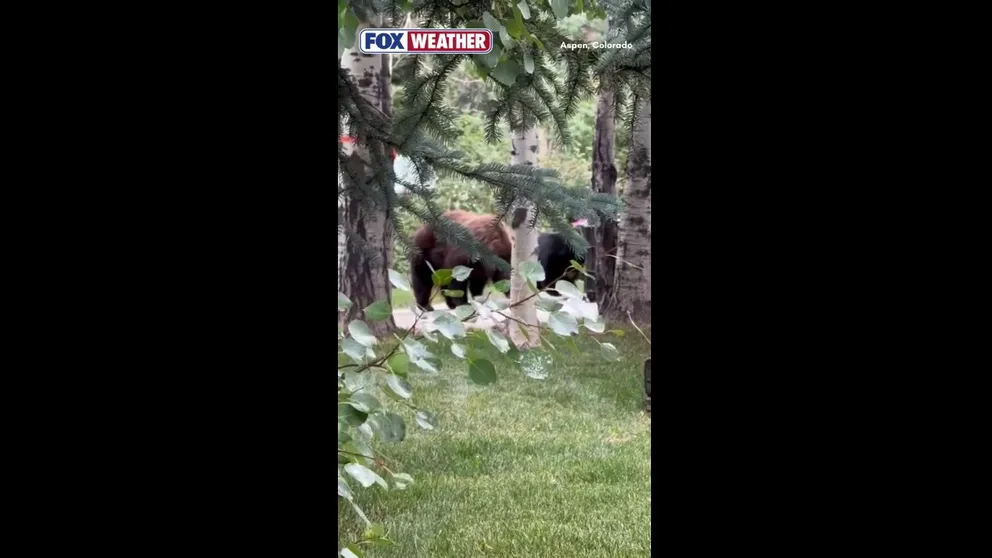 Two bears in Aspen were caught on video breaking into a trash can that is supposed to be bear proof in late August.
