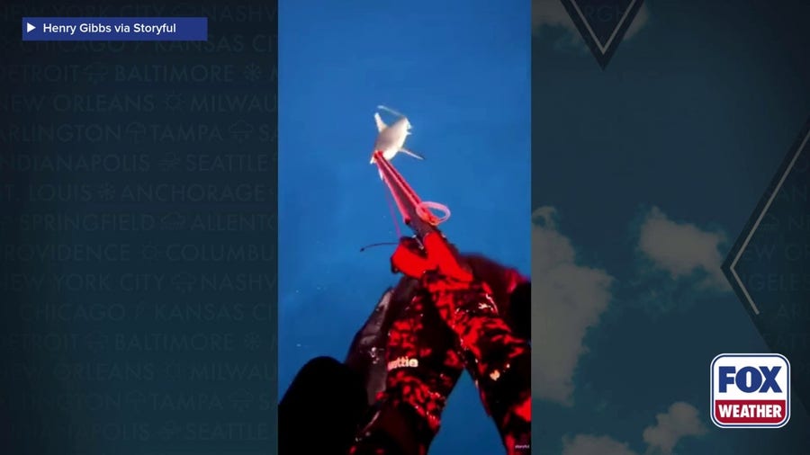 Watch: Terrifying moment shark attacks spearfish diver off Fiji coast