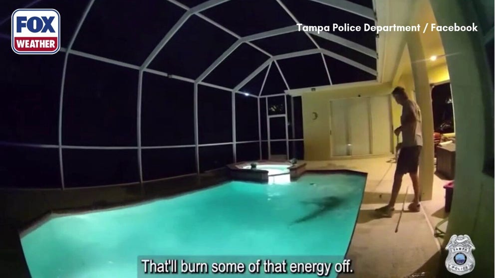 Tampa Police, with help from an alligator trapper, wrangled a 9-foot gator out of a Florida home after residents reported a possible intruder—only to find a scaly suspect enjoying a private pool party of one on March 29.