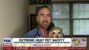 Expert advice from a veterinarian on keeping your pets safe during extreme heat
