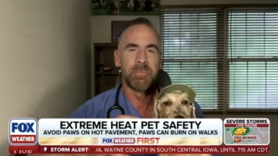 Expert advice from a veterinarian on keeping your pets safe during extreme heat