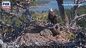 Names announced for 2026 Friends of Big Bear Valley bald eaglets