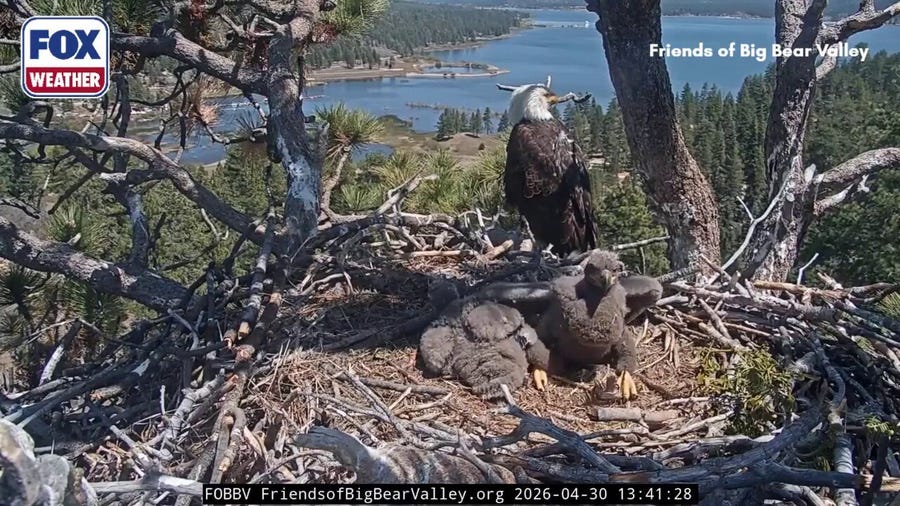 Names announced for 2026 Friends of Big Bear Valley bald eaglets