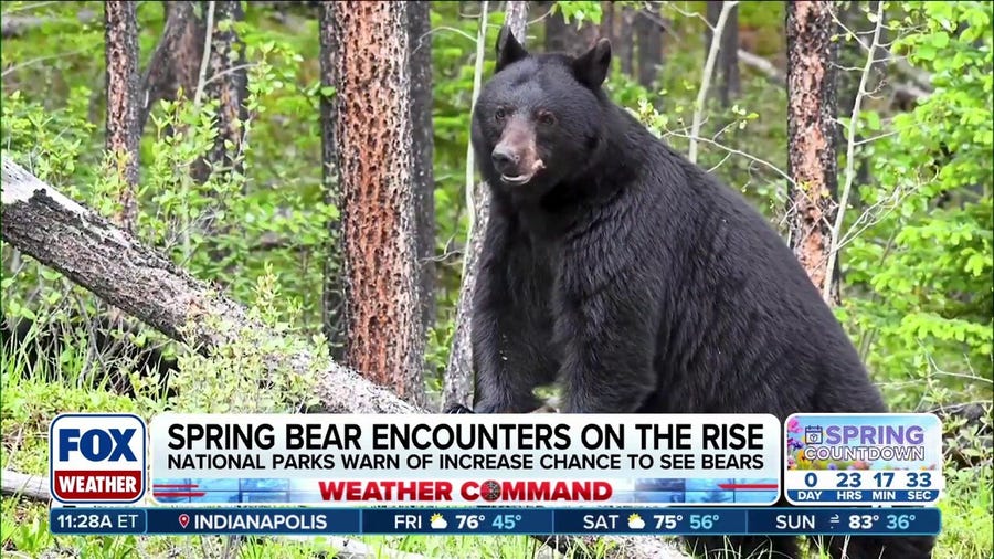 What you need to know to stay safe as bears emerge from hibernation