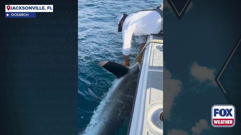 Mira, the first-ever dusky shark to be tracked by OCEARCH, was tagged May 15, 2025, in Jacksonville, Florida. She measured 9 feet 8 inches long and weighed about 327 pounds and has now been pinged off the Gulf Coast again about 60 miles west of St. Petersburg, Florida.