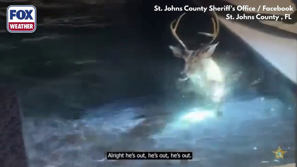 Deputies in St. Johns County had a "buck-wild" situation on their hands when a deer wandered into a Florida home — and wasn’t eager to leave. After getting him out, the stubborn buck jumped into the pool twice before finally taking off. 