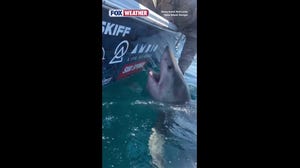 Woman tries to pet shark after catching it for tagging