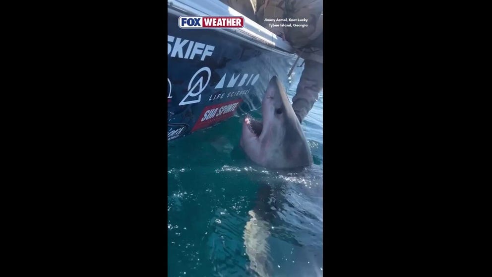 A woman sailing with a nonprofit organization that catches, tags and releases great white sharks, wanted to get a little closer to the marine apex. Video shows her reaching out her hand to pet the shark, leading the shark to slightly thrash. The organization, Knot Lucky, said that the woman was never in real danger and the crew had the shark under control the whole time.