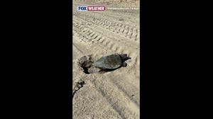 The first-ever recorded natural nesting for a sea turtle on the West Coast