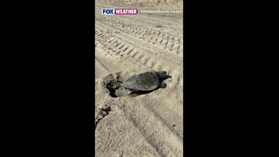 The first-ever recorded natural nesting for a sea turtle on the West Coast
