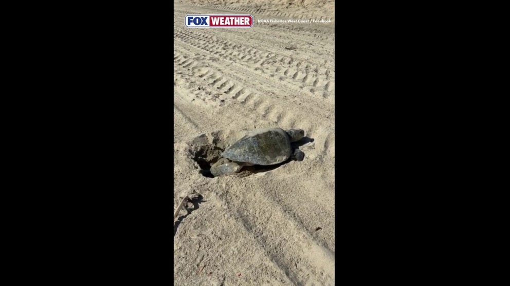 🐢 SPECIAL MOMENT: The first-ever recorded natural nesting for any sea turtle on the West Coast occurred in California as the Olive Ridley sea turtle burrowed her eggs near Seal Beach last week.