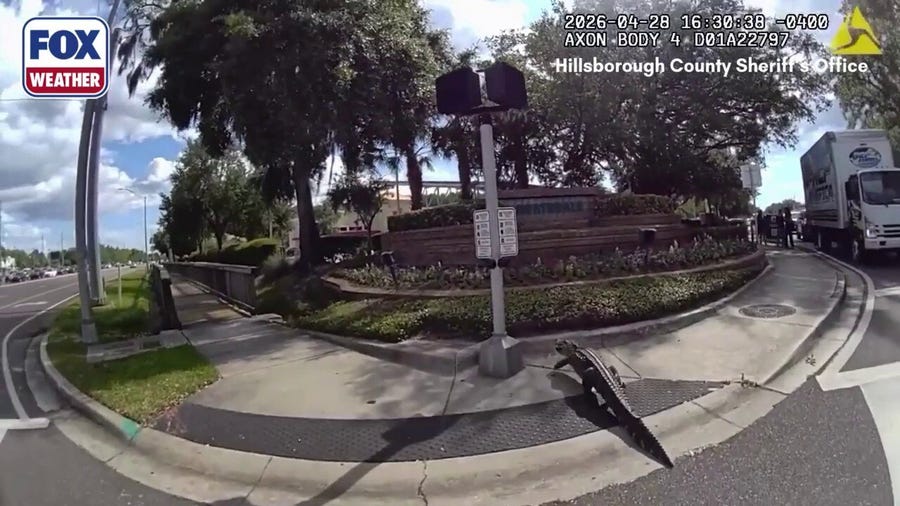 Watch: 7-foot alligator tries to cross Florida highway
