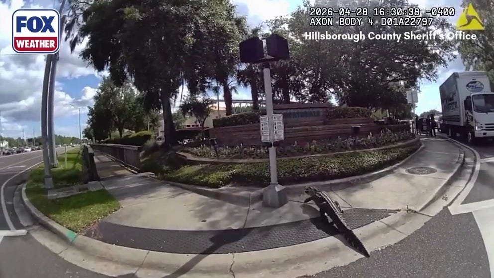A sheriff's deputy worked with a certified animal trapper to corral a 7-foot-long alligator that had wandered onto North Dale Mabry Highway.
