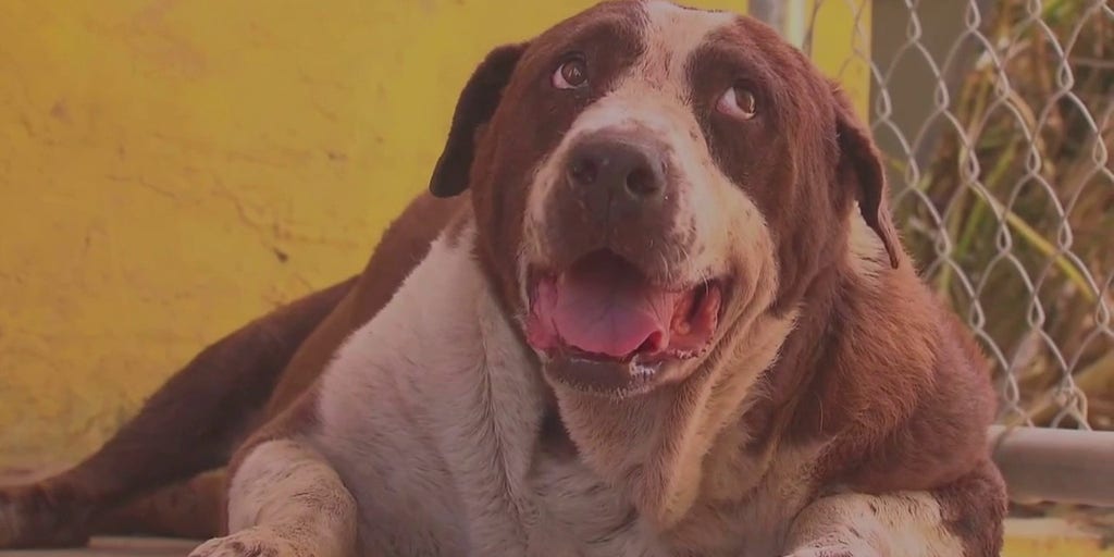 Signs that poor air quality could be affecting your pet Fox Weather