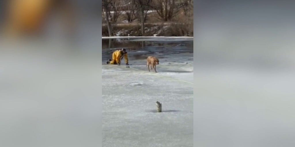 Watch: Firefighter Rescues Dog From Ice-covered Pond In Colorado ...