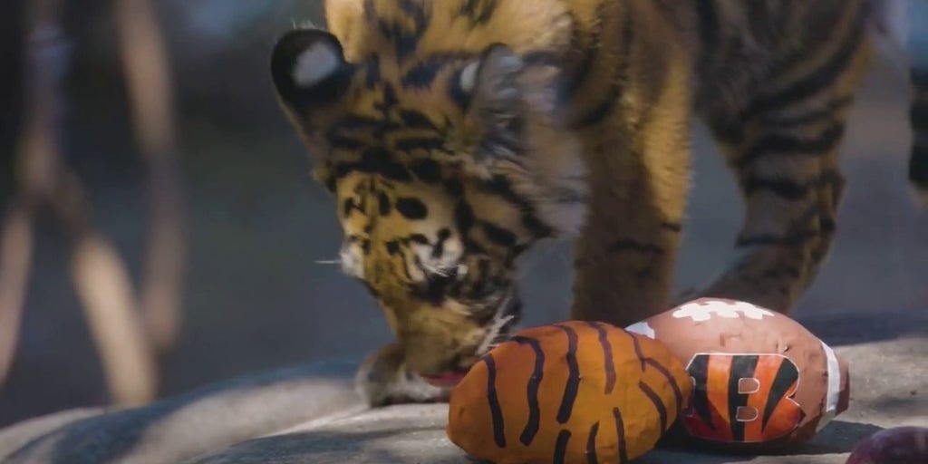 Zoo-per' Bowl: Dallas Zoo's tiger cub predicts Cincinnati Bengals will win  this year's matchup