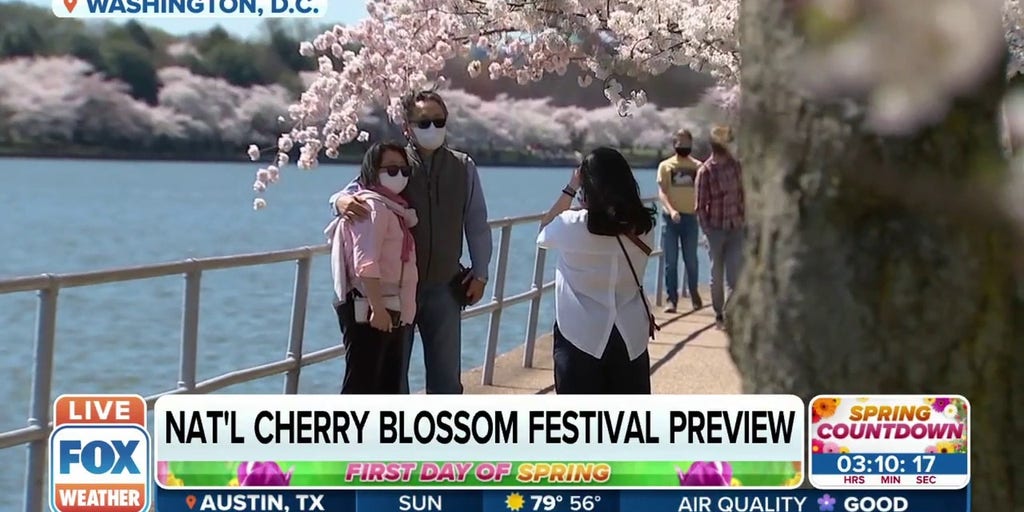 Don't forget to stop and smell the blossoms at D.C.'s National Cherry  Blossom Festival - The Johns Hopkins News-Letter