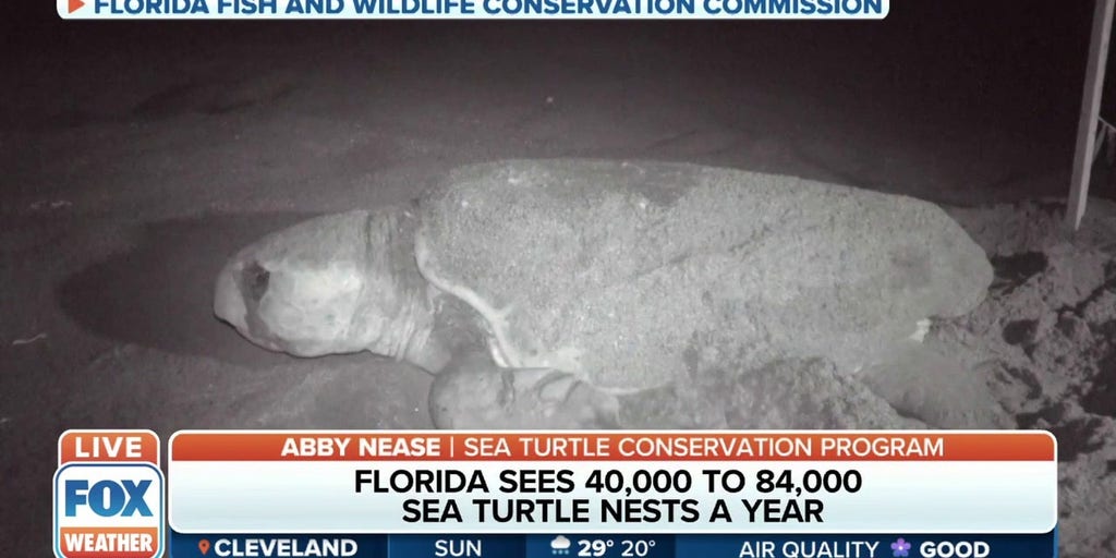 Sea Turtle Nesting Season Underway On Florida Beaches | Latest Weather ...