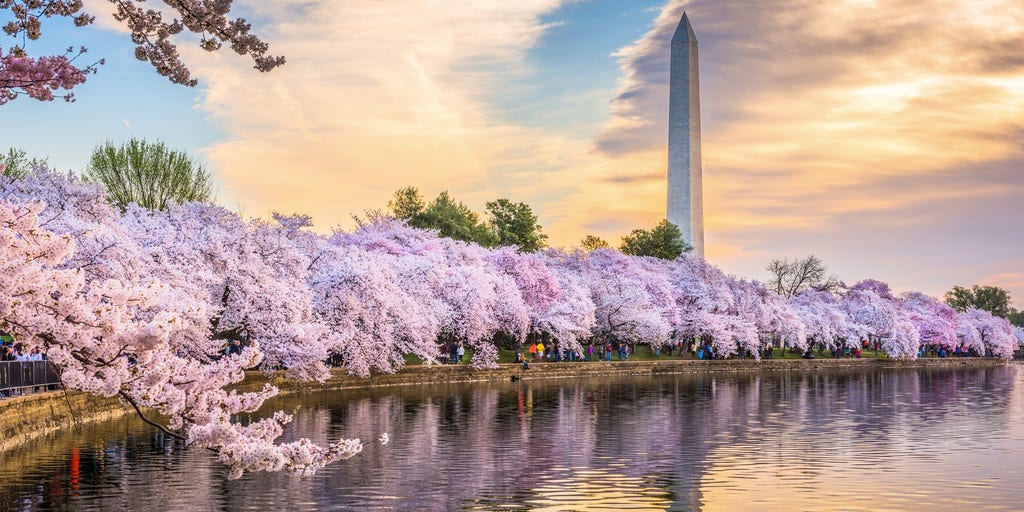 Blooms or bust: How weather can affect DC's cherry blossoms