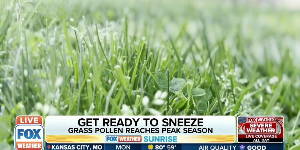 Worst Metro Areas For Grass Allergies This Summer Latest Weather Clips Fox Weather 4497