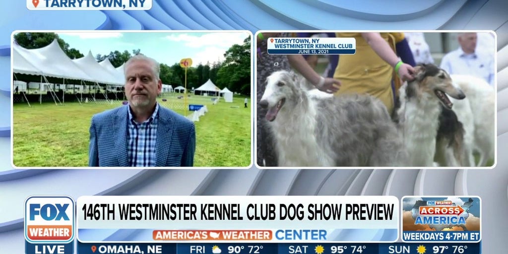 Champion dogs strut their stuff at WKC Dog Show rain or shine Latest