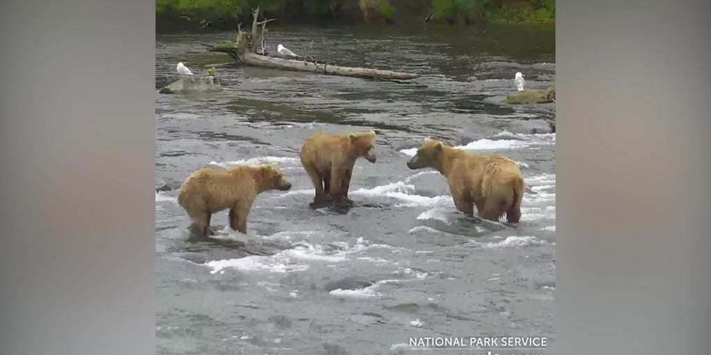 Polar Bears - Bears (U.S. National Park Service)