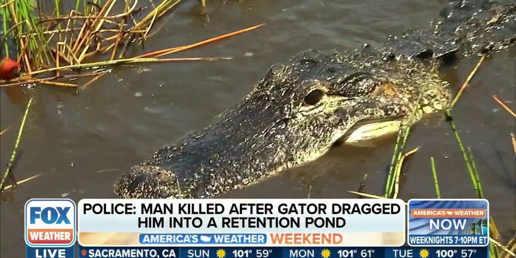 Man Killed By 11-Foot Alligator At South Carolina Pond