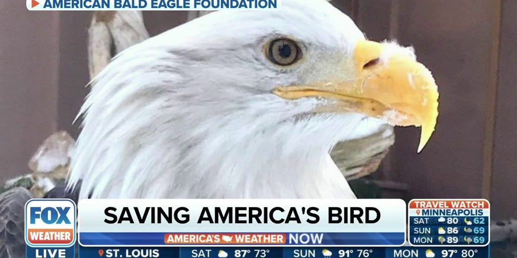 Protecting the bald eagle, Latest Weather Clips