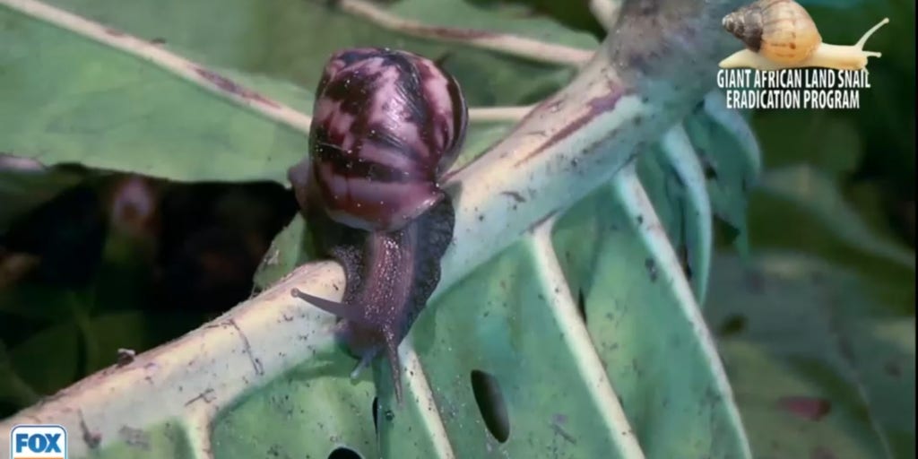 Invasive snails that could cause meningitis found in Florida Latest