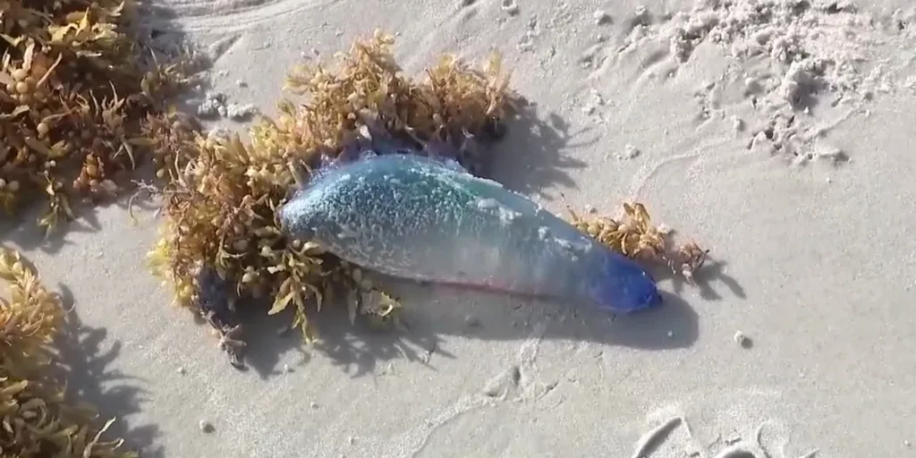 Pictures: Billions of Blue Jellyfish Wash Up on American Beaches