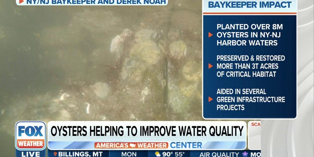 Oysters helping to stabilize eroding New Jersey coast Latest Weather