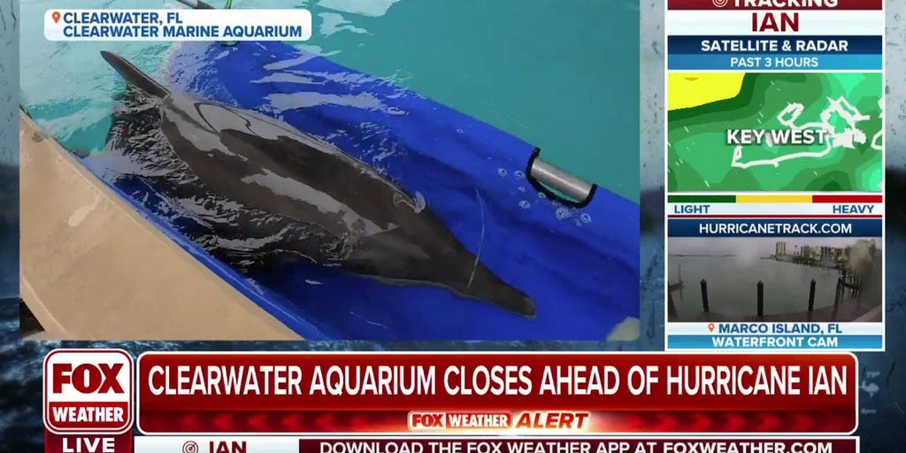 Clearwater Marine Aquarium prepares for Hurricane Ian Latest Weather