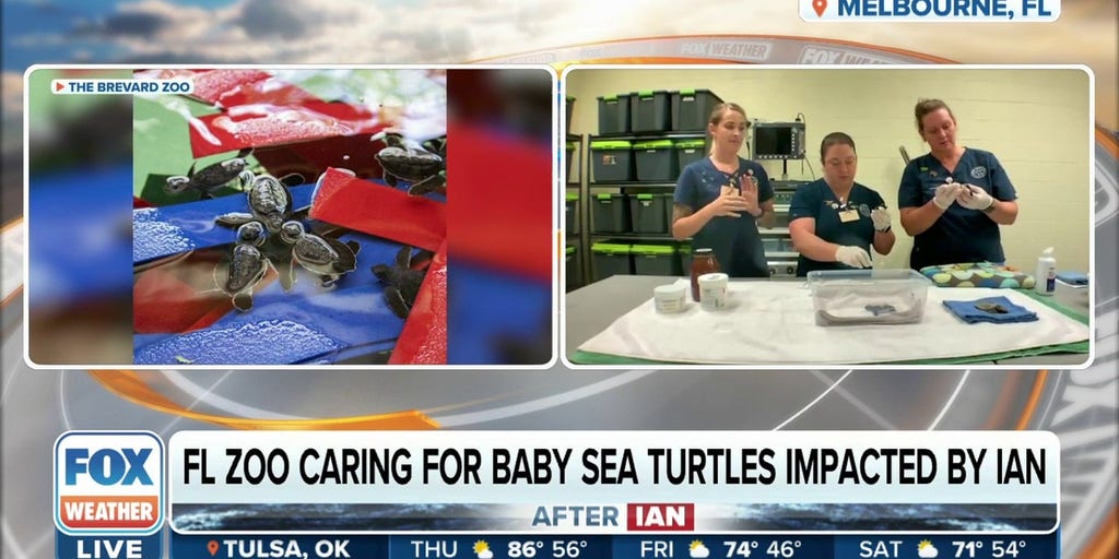Florida zoo caring for baby sea turtles impacted by Hurricane Ian