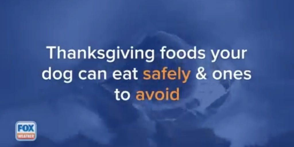 Thanksgiving Foods Your Dog Can and Can't Eat