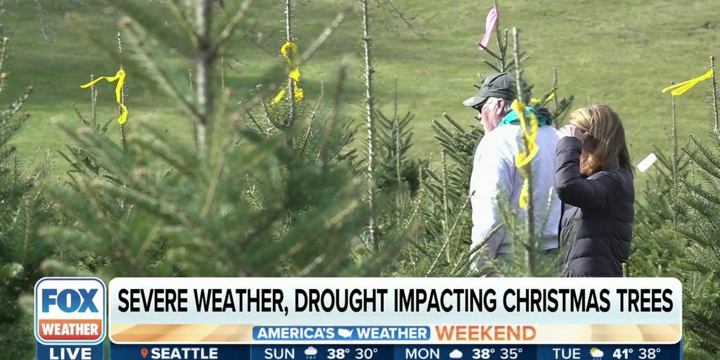 Severe weather and drought impacting this year's Christmas tree supply
