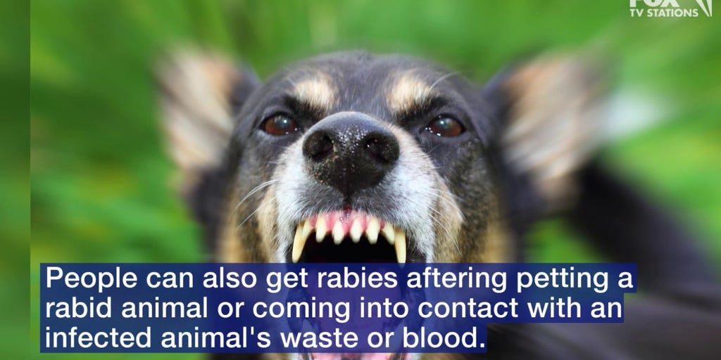 Rabies from sale petting dog