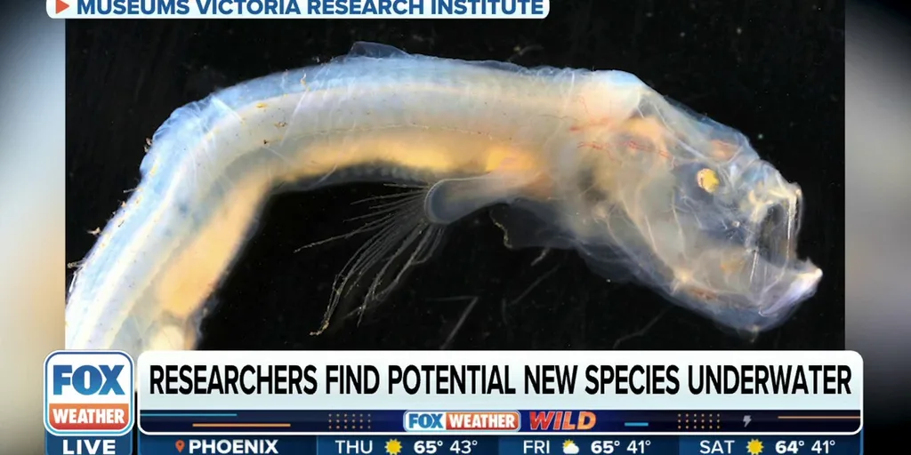Never-before-seen fish found more than 3 miles under the sea