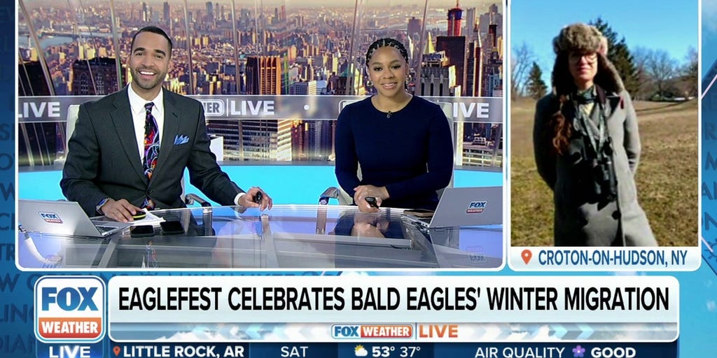 Eaglefest celebrates bald eagles' winter migration in New York, Latest  Weather Clips